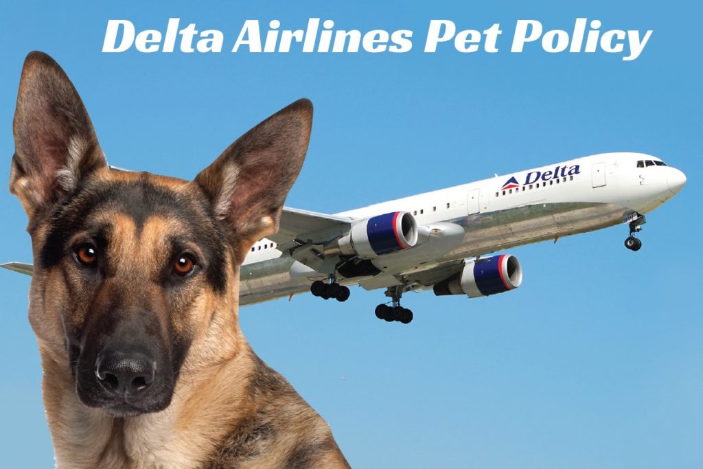 Pet Travel Requirements Delta